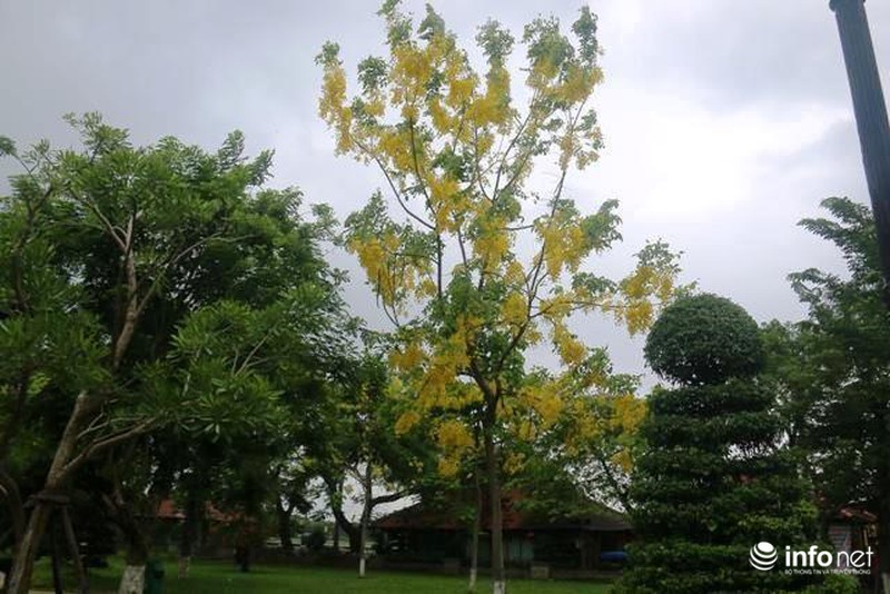 Chùm ảnh: Hoa muồng hoàng yến vàng rực giữa trời hè Cố đô Huế - ảnh 7