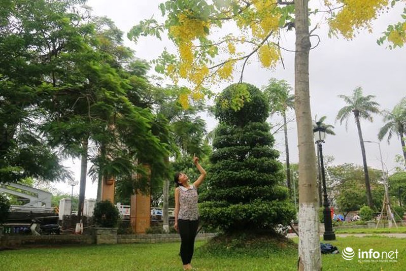 Chùm ảnh: Hoa muồng hoàng yến vàng rực giữa trời hè Cố đô Huế - ảnh 9