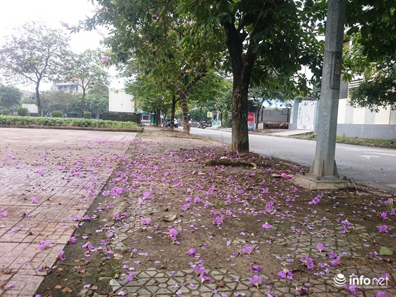 Chùm ảnh: Sắc hoa bằng lăng