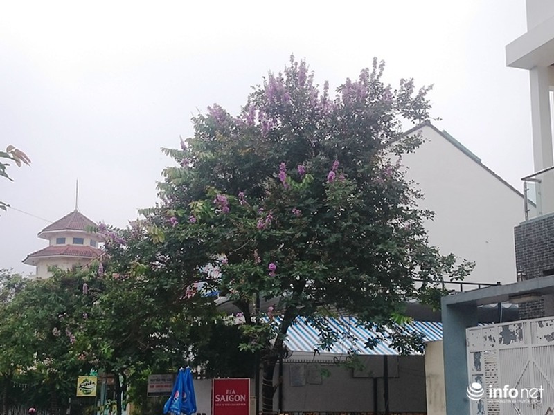 Chùm ảnh: Sắc hoa bằng lăng