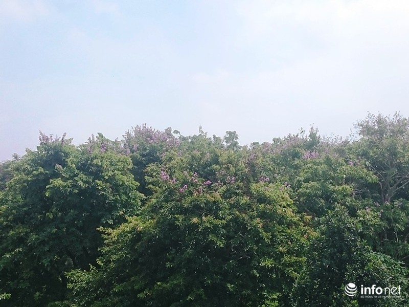 Chùm ảnh: Sắc hoa bằng lăng