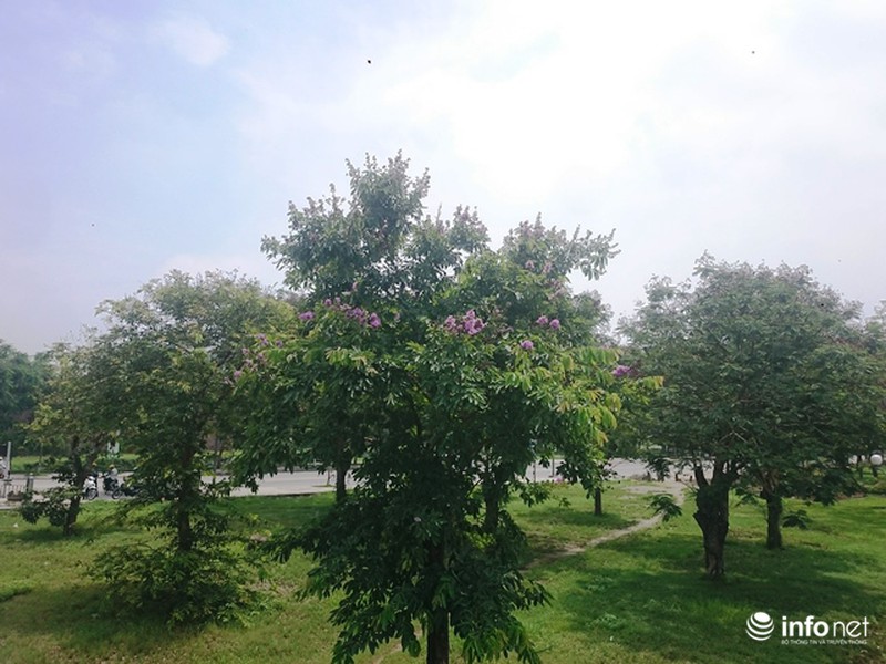 Chùm ảnh: Sắc hoa bằng lăng