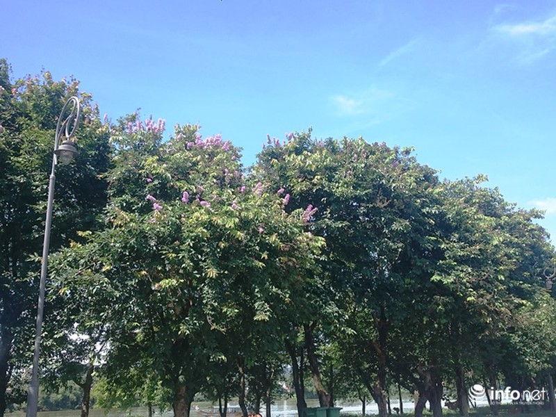 Chùm ảnh: Sắc hoa bằng lăng