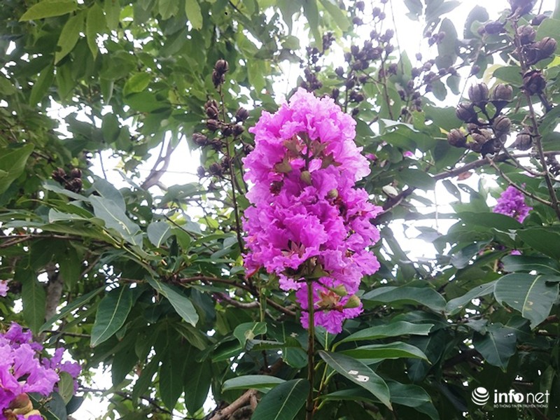 Chùm ảnh: Sắc hoa bằng lăng