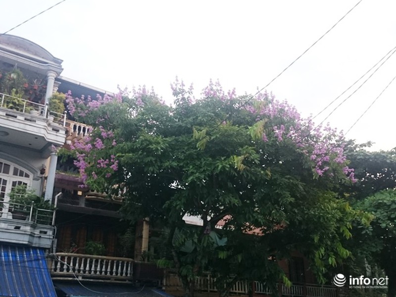 Chùm ảnh: Sắc hoa bằng lăng