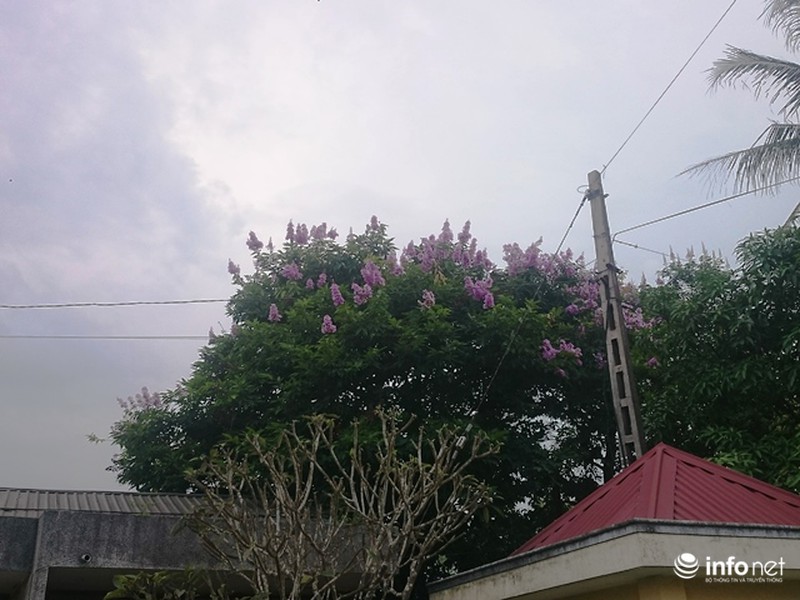 Chùm ảnh: Sắc hoa bằng lăng