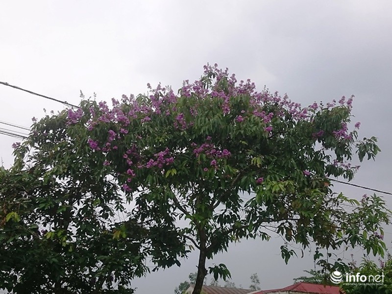 Chùm ảnh: Sắc hoa bằng lăng