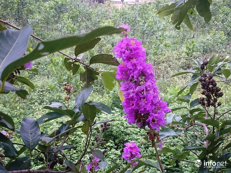 Chùm ảnh: Sắc hoa bằng lăng