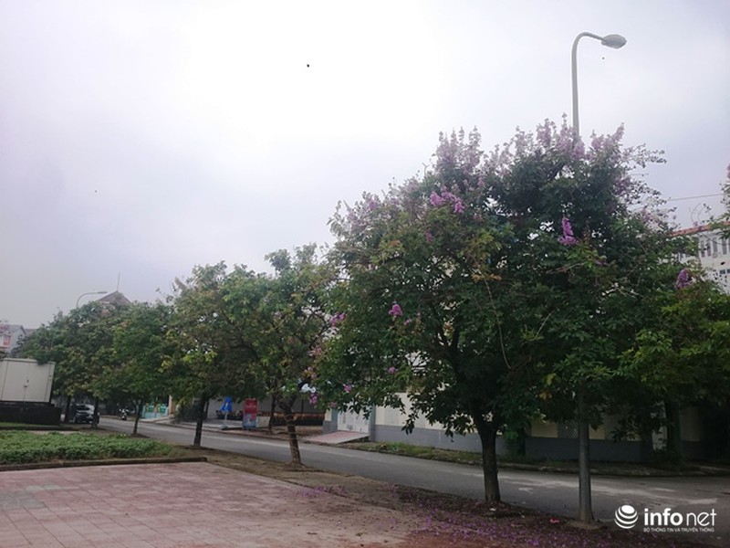 Chùm ảnh: Sắc hoa bằng lăng