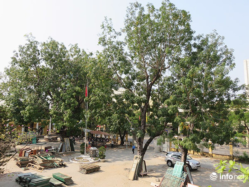 Những hình ảnh cuối cùng về ngôi trường THPT lâu đời nhất Đà Nẵng - ảnh 17