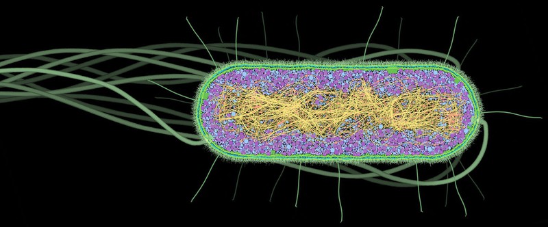 Nhà khoa học tô màu cho những con virus, biến chúng thành tác phẩm nghệ thuật - Ảnh 5. Nhà khoa học tô màu cho những con virus, biến chúng thành tác phẩm nghệ thuật - Ảnh 5.