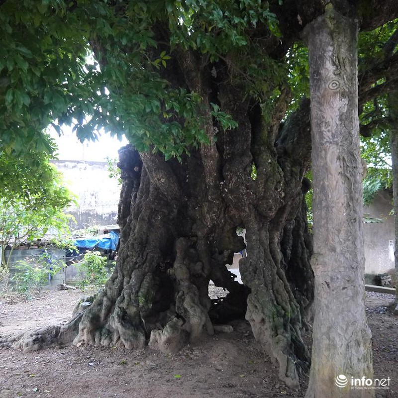 Chiêm ngưỡng cây thị nghìn tuổi ở Hà Nội - ảnh 3