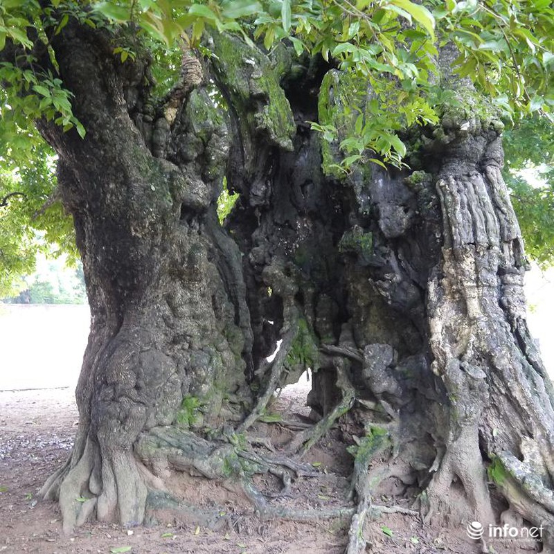 Chiêm ngưỡng cây thị nghìn tuổi ở Hà Nội - ảnh 5