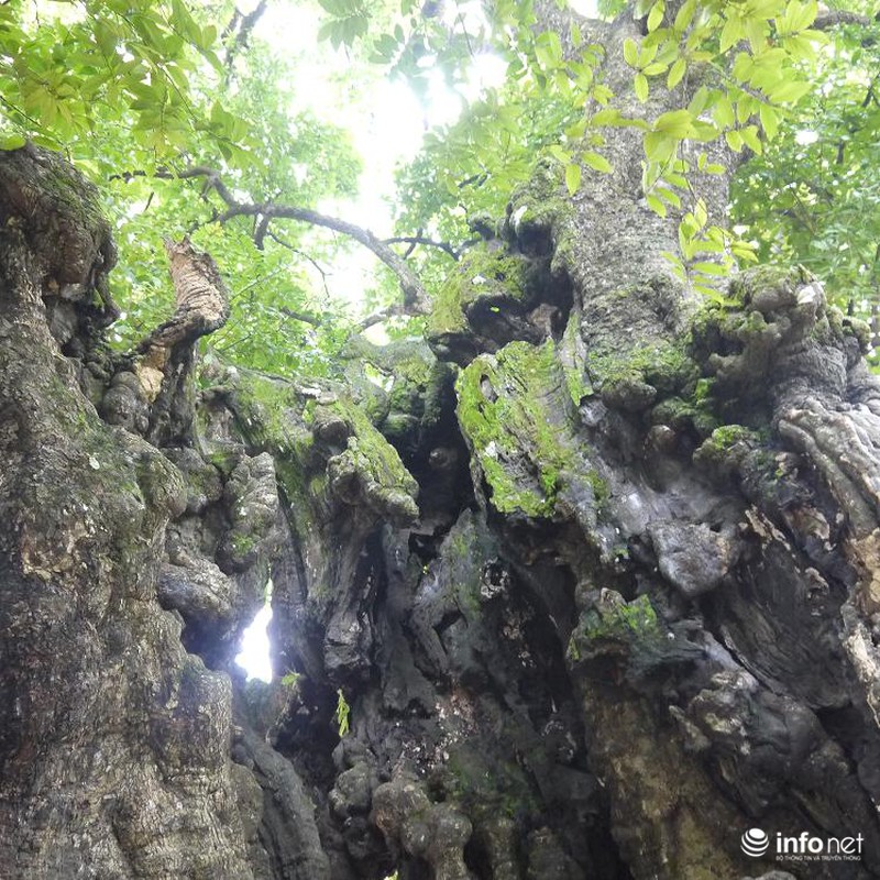 Chiêm ngưỡng cây thị nghìn tuổi ở Hà Nội - ảnh 8