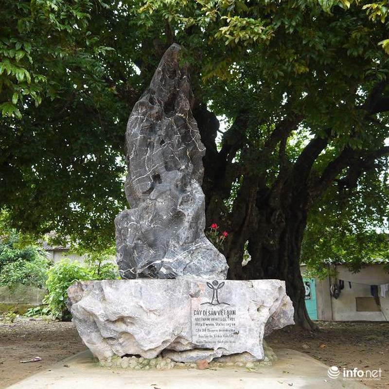 Chiêm ngưỡng cây thị nghìn tuổi ở Hà Nội - ảnh 10