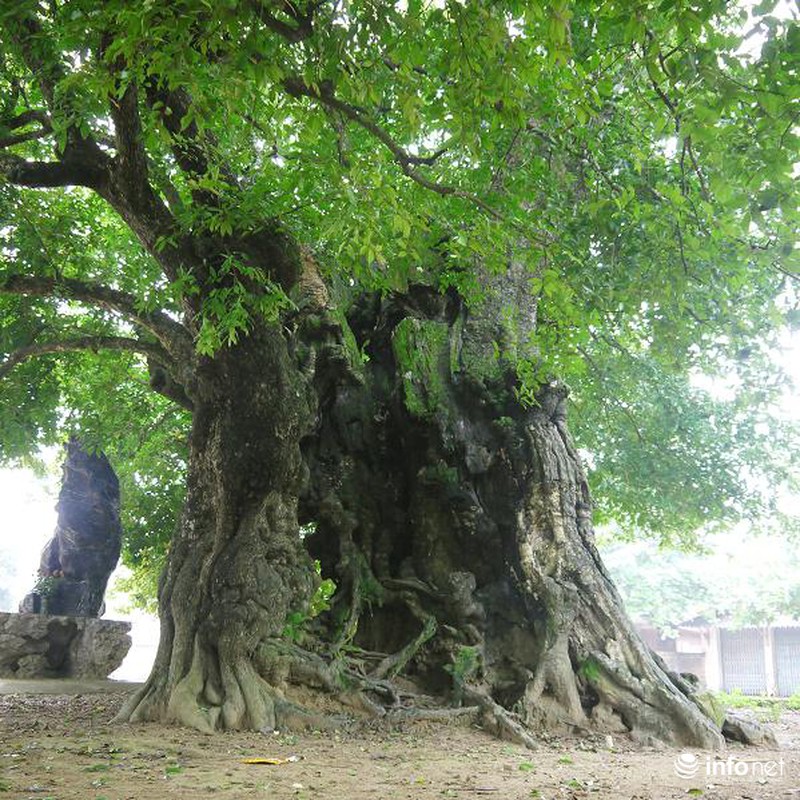 Chiêm ngưỡng cây thị nghìn tuổi ở Hà Nội - ảnh 4