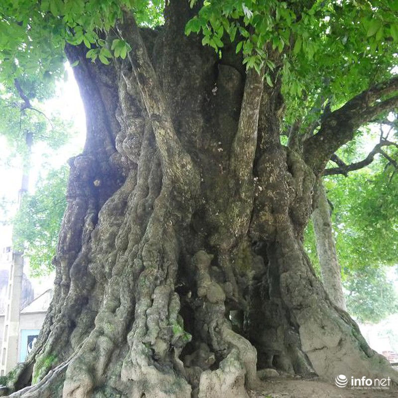 Chiêm ngưỡng cây thị nghìn tuổi ở Hà Nội - ảnh 7