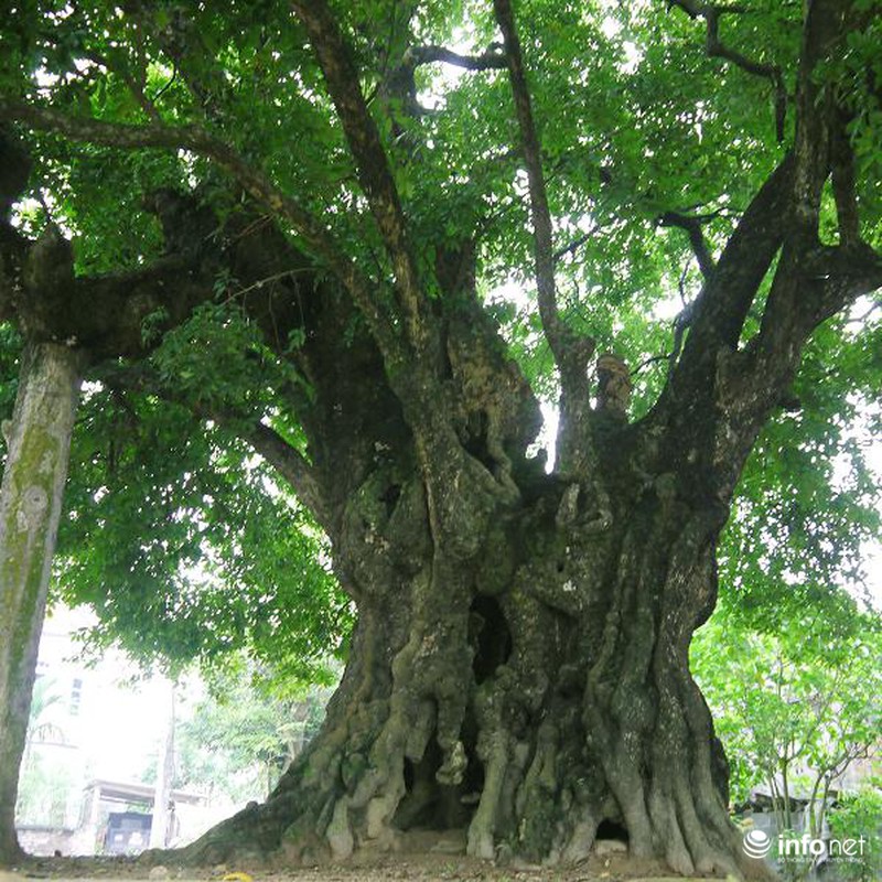 Chiêm ngưỡng cây thị nghìn tuổi ở Hà Nội - ảnh 2