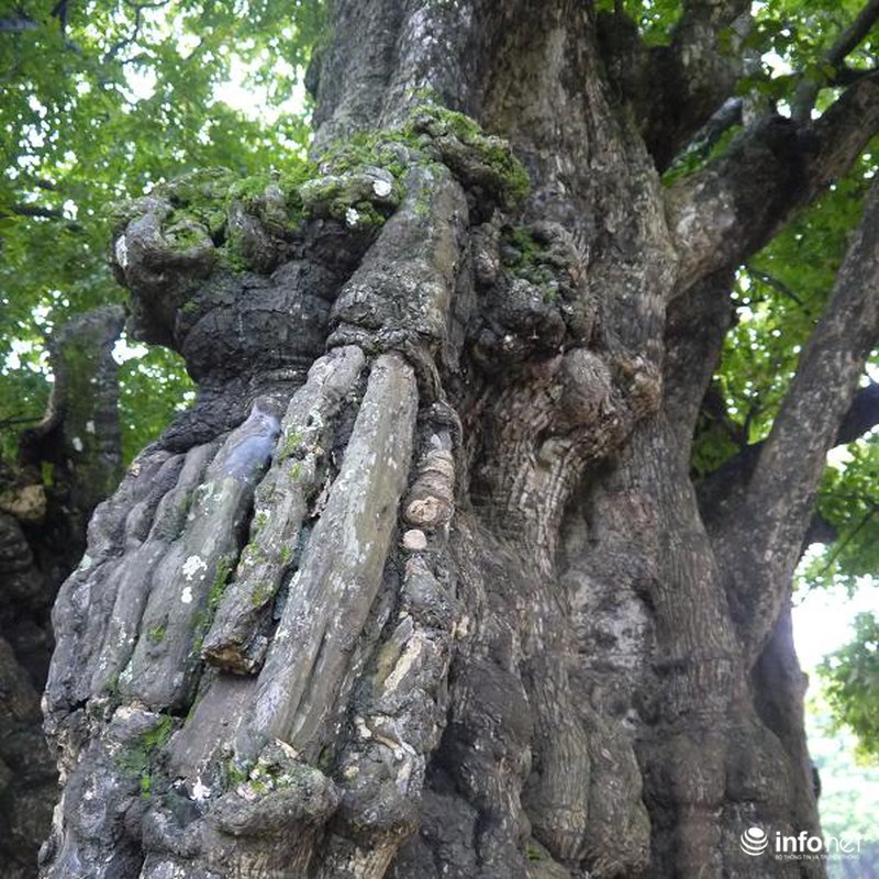 Chiêm ngưỡng cây thị nghìn tuổi ở Hà Nội - ảnh 9