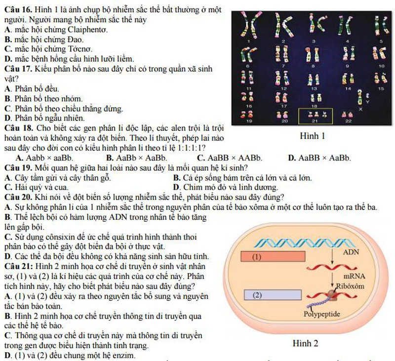 Bộ GD&ĐT công bố đề thi minh họa môn Sinh năm 2017 - ảnh 3