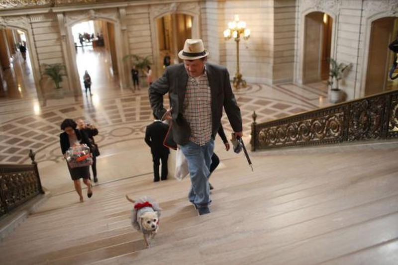 Mỹ: Chó chihuahua được bầu làm thị trưởng San Fracisco - ảnh 4