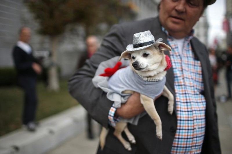 Mỹ: Chó chihuahua được bầu làm thị trưởng San Fracisco - ảnh 5