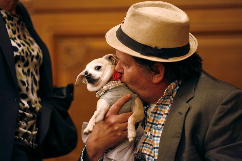 Mỹ: Chó chihuahua được bầu làm thị trưởng San Fracisco - ảnh 8