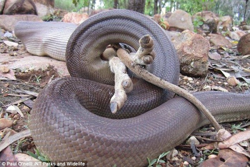 Video: Trăn khổng lồ siết chặt và nuốt chửng chuột túi - ảnh 2