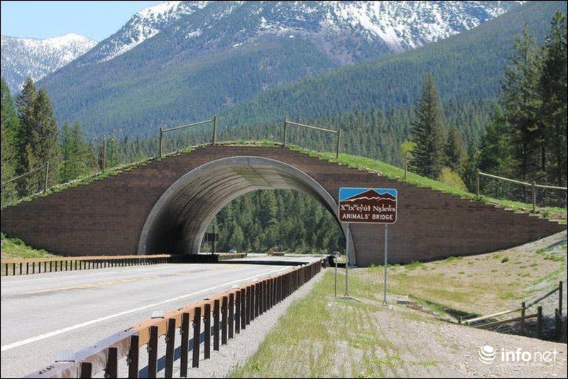 Những cây cầu đặc biệt dành riêng cho động vật - ảnh 6