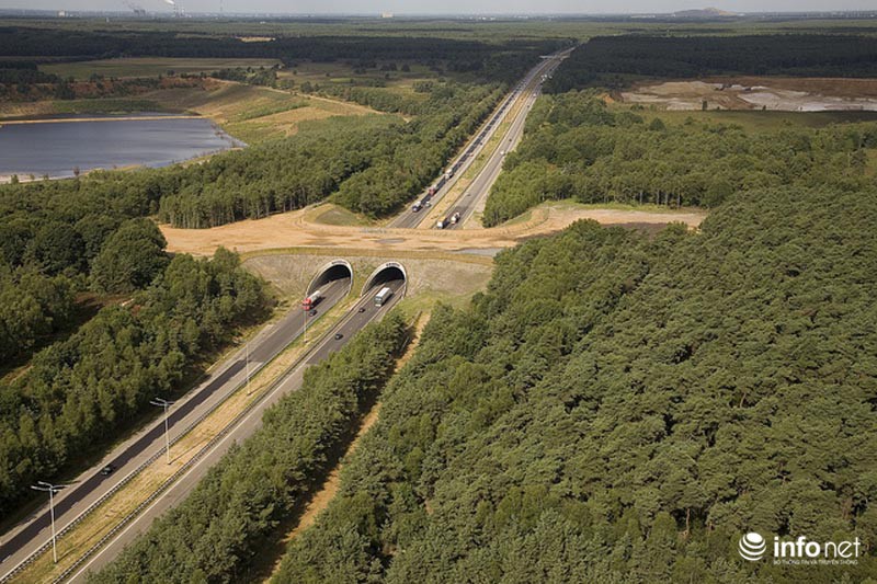 Những cây cầu đặc biệt dành riêng cho động vật - ảnh 5