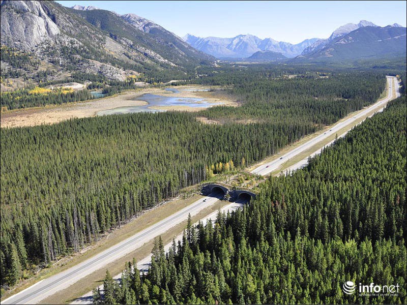 Những cây cầu đặc biệt dành riêng cho động vật - ảnh 1