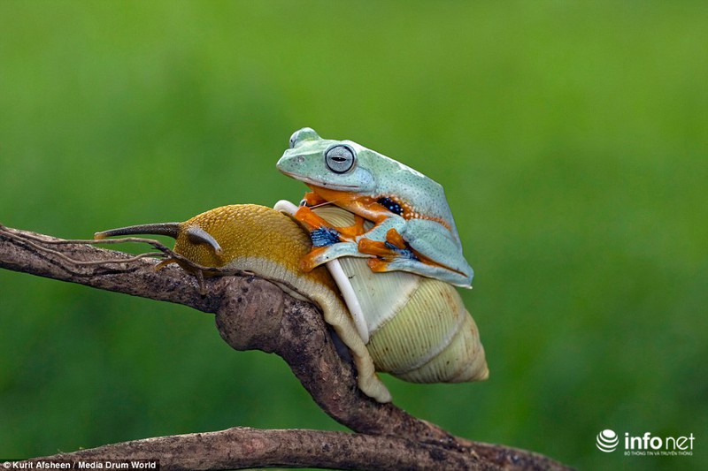 Ngộ nghĩnh ếch xanh lười biếng quá giang trên lưng ốc sên - ảnh 4