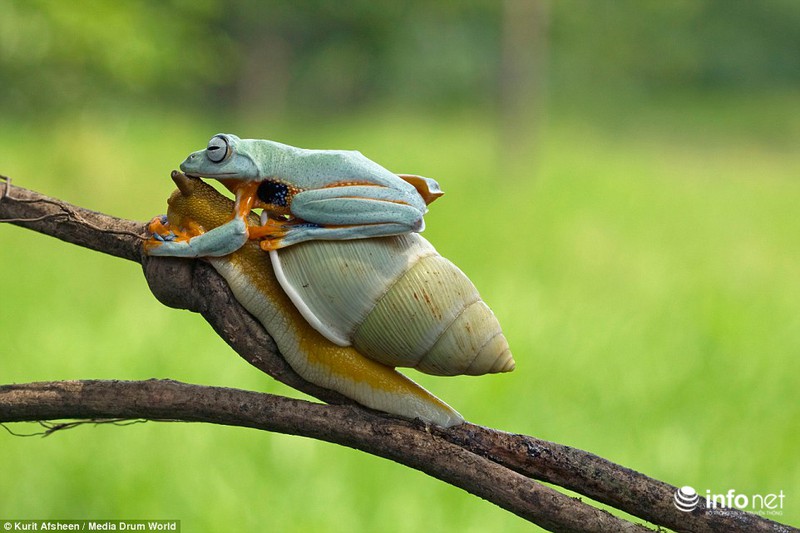 Ngộ nghĩnh ếch xanh lười biếng quá giang trên lưng ốc sên - ảnh 5