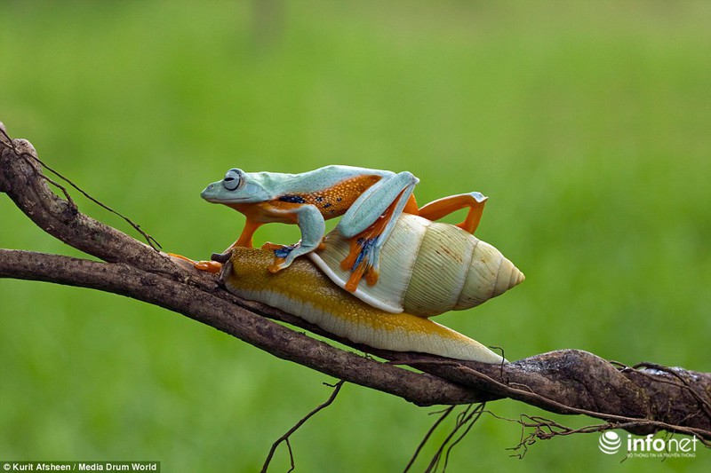 Ngộ nghĩnh ếch xanh lười biếng quá giang trên lưng ốc sên - ảnh 6