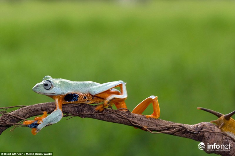 Ngộ nghĩnh ếch xanh lười biếng quá giang trên lưng ốc sên - ảnh 7