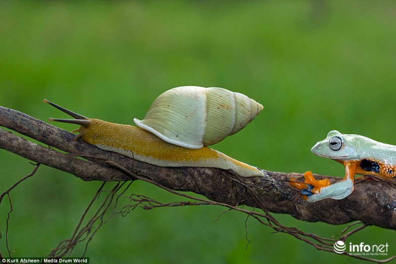 Ngộ nghĩnh ếch xanh lười biếng quá giang trên lưng ốc sên - ảnh 1