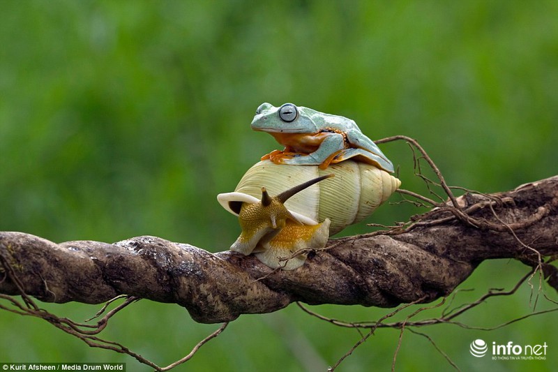 Ngộ nghĩnh ếch xanh lười biếng quá giang trên lưng ốc sên - ảnh 2