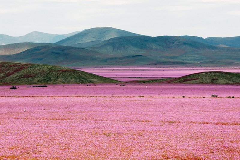 Ngắm cánh đồng hoa trải dài trên sa mạc khô cằn bậc nhất thế giới