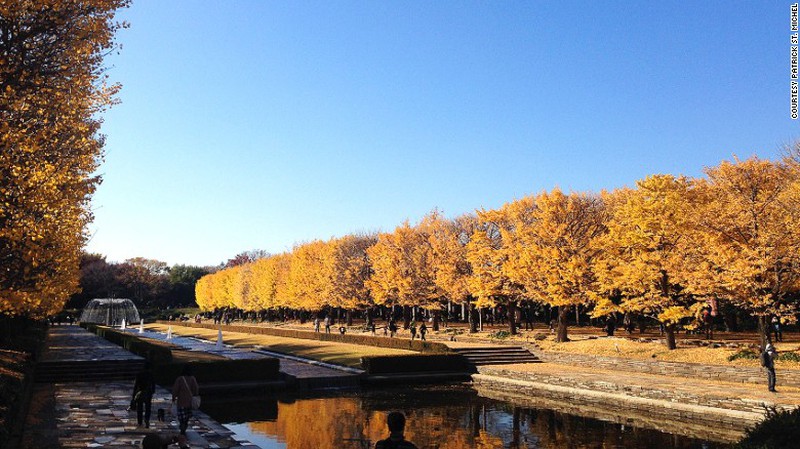 Ngất ngây sắc thu ở Nhật Bản - ảnh 2