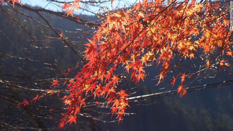 Ngất ngây sắc thu ở Nhật Bản - ảnh 6