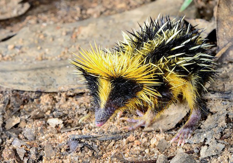 25 loài “quái thú” dị nhất hành tinh - ảnh 6