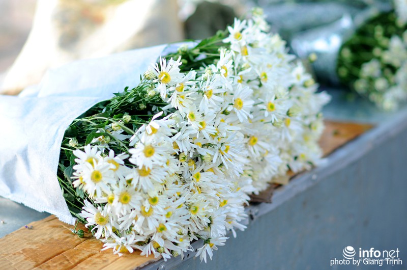 Thiếu nữ Hà thành trong mùa hoa cúc họa mi - ảnh 5