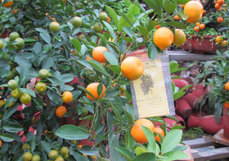 Người trồng quất, đào mừng đón… rét - ảnh 2