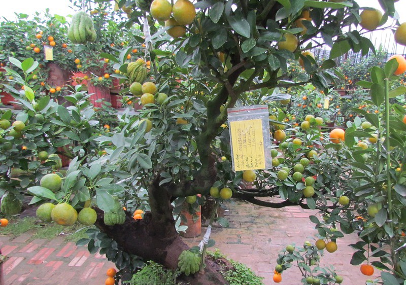 Người trồng quất, đào mừng đón… rét - ảnh 3