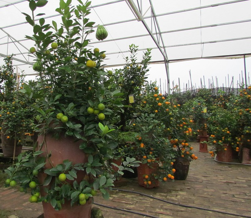 Người trồng quất, đào mừng đón… rét - ảnh 5