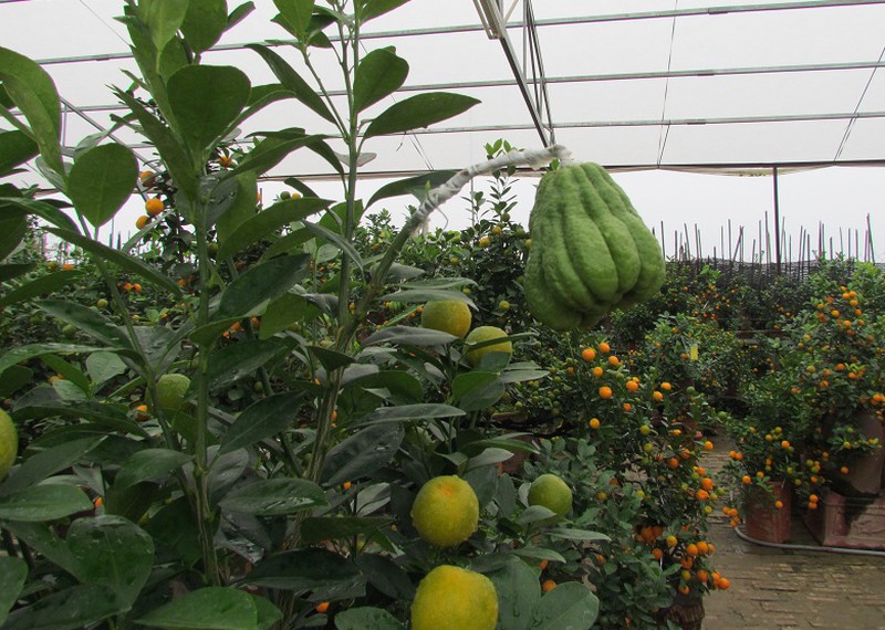 Người trồng quất, đào mừng đón… rét - ảnh 6