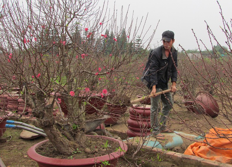 Người trồng quất, đào mừng đón… rét - ảnh 7