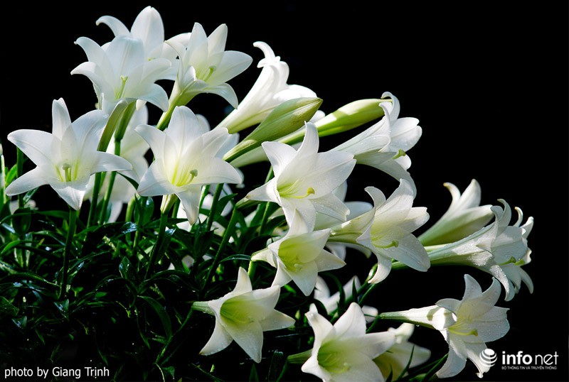Hoa loa kèn trắng tinh khôi chào tháng Tư về - ảnh 4