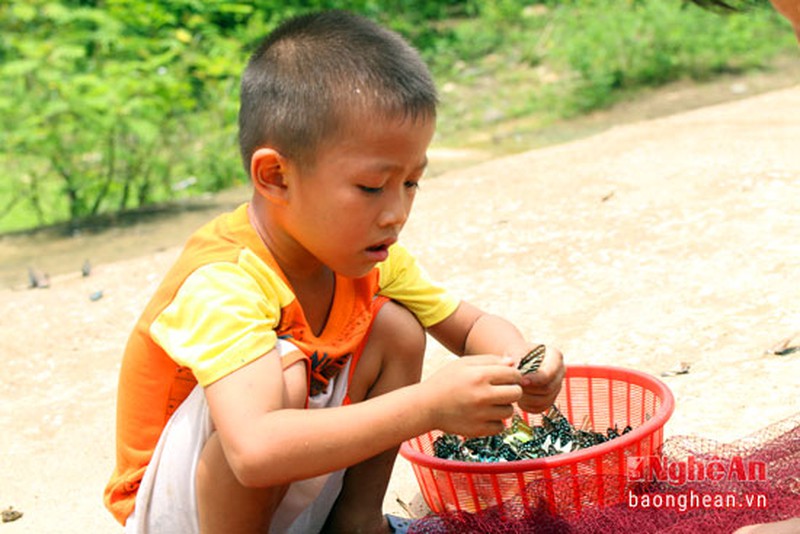 Độc lạ: Quăng chài bắt bướm ở miền Tây Nghệ An - ảnh 7