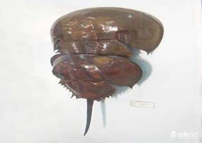 Ăn so biển chết ngay tại bàn nhậu - ảnh 1